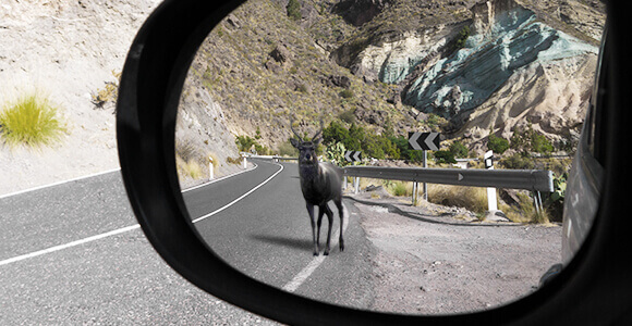 Motion Detection Recording
